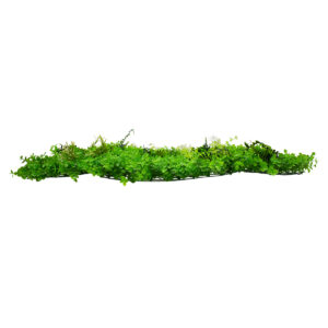 GloboStar® 78412 Artificial – Συνθετικό Τεχνητό Διακοσμητικό Πάνελ Φυλλωσιάς – Κάθετος Κήπος Καυκάσιο Πυξάρι – Φτέρη – Tokyo sun Πράσινο Μ60 x Υ40 x Π9cm