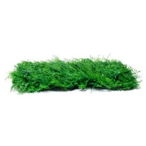 GloboStar® 78435 Artificial – Συνθετικό Τεχνητό Διακοσμητικό Πάνελ Φυλλωσιάς – Κάθετος Κήπος Φύλλα Αγγελικής – Πράσινο Μ60 x Υ50 x Π8cm