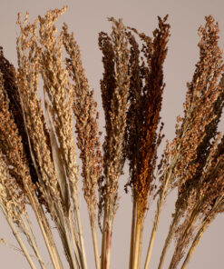 GloboStar® BROOMCORN 36555 Αποξηραμένο Φυτό Γλυκό Σόργο – Μπουκέτο Διακοσμητικών Κλαδιών Καφέ Υ100cm