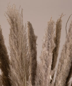 GloboStar® PAMPASGRASS 36514 Αποξηραμένο Φυτό Γρασίδι της Πάμπας – Μπουκέτο Διακοσμητικών Κλαδιών Καφέ – Γκρι Υ150cm