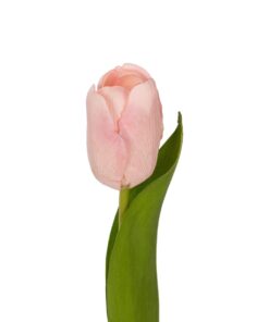 GloboStar® Artificial Garden PINK TULIP BRANCH 21200 Τεχνητό Διακοσμητικό Κλαδί Ροζ Τουλίπα Y37cm