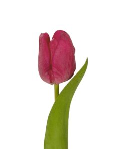 GloboStar® Artificial Garden HOT PINK TULIP BRANCH 21201 Τεχνητό Διακοσμητικό Κλαδί Έντονο Ροζ Τουλίπα Y37cm