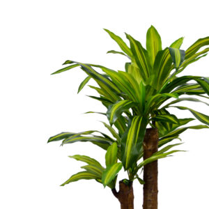 Διακοσμητικό φυτό  Dracaena σε γλάστρα Inart πράσινο pp Υ110εκ – 316-000008