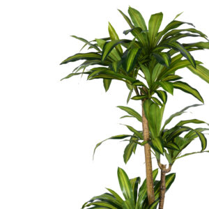 Διακοσμητικό φυτό Dracaena I σε γλάστρα Inart  πράσινο pp Υ170εκ – 316-000009