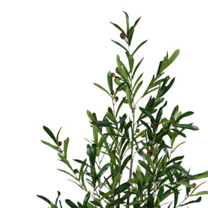 Διακοσμητικό φυτό Olive tree σε γλάστρα Inart πράσινο pp Υ120εκ – 316-000016