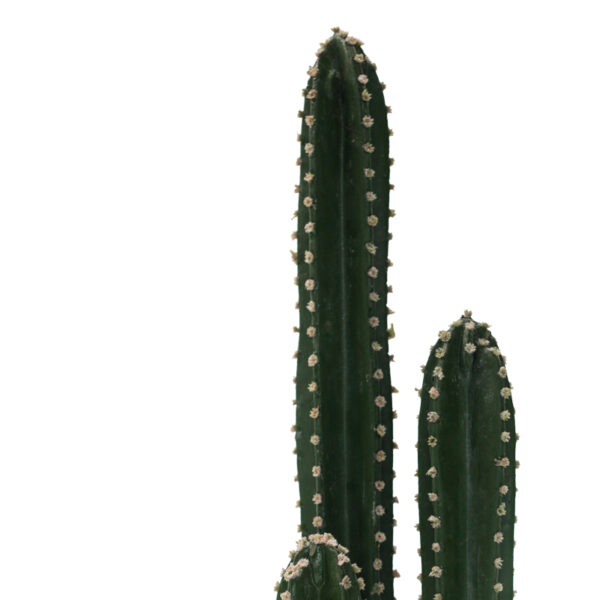 Διακοσμητικό φυτό Cactus III σε γλάστρα Inart πράσινο pp Υ85εκ – 316-000024