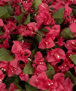 GloboStar® Artificial Garden BOUGAINVILLEA PLANT 20666 Τεχνητό Διακοσμητικό Φυτό Μπουκανβίλια Π145 x Μ70 x Y57cm