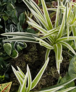 GloboStar® Artificial Garden VARIOUS PLANTS ROUND WALL DISC 20691 Τεχνητό Διακοσμητικό Στρογγυλό Πάνελ Φυλλωσιάς – Κάθετος Κήπος Μιξ Μ60 x Π60 x Υ20cm