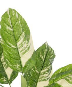 GloboStar® Artificial Garden DIEFFENBACHIA 20941 Τεχνητό Διακοσμητικό Φυτό Πράσινη & Μπεζ Διφενμπάχια Μ80 x Π80 x Υ90cm