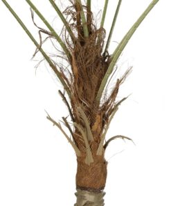 GloboStar® Artificial Garden WASHINGTONIA FILIFERA TREE 21107 Τεχνητό Διακοσμητικό Φοινικόδεντρου Υ200cm
