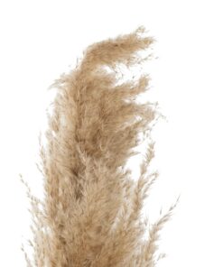 GloboStar® Artificial Garden PAMPAS GRASS 21217 Αποξηραμένο Διακοσμητικό Γρασίδι Πάμπας Μ10 x Π10 x Υ150cm