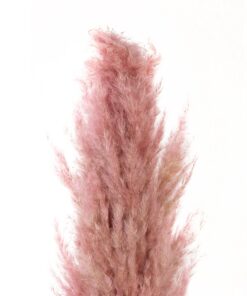 GloboStar® Artificial Garden PAMPAS GRASS 21218 Αποξηραμένο Διακοσμητικό Γρασίδι Πάμπας Μ10 x Π10 x Υ150cm