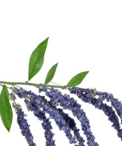 GloboStar® Artificial Garden PURPLE AMARANTHUS FRUIT BRANCH 21452 Τεχνητό Διακοσμητικό Κλαδί Μωβ Αμάρανθος Y80cm