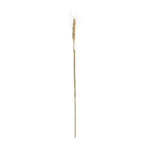 GloboStar® Artificial Garden REAL DRIED WHEAT GRASS 21488 Τεχνητό Διακοσμητικό Κλαδί Σιταριού Y30cm