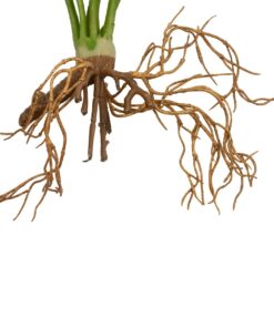 GloboStar® Artificial Garden BEGONIA LEAVES ROOTED 21489 Τεχνητό Διακοσμητικό Φυτό Πολύχρωμη Βιγόνια Μ25 x Π14 x Υ35cm