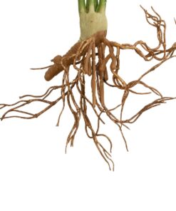 GloboStar® Artificial Garden BEGONIA LEAVES ROOTED 21490 Τεχνητό Διακοσμητικό Φυτό Πολύχρωμη Βιγόνια Μ25 x Π14 x Υ35cm