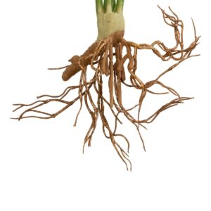 GloboStar® Artificial Garden BEGONIA LEAVES ROOTED 21490 Τεχνητό Διακοσμητικό Φυτό Πολύχρωμη Βιγόνια Μ25 x Π14 x Υ35cm