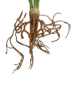 GloboStar® Artificial Garden BEGONIA LEAVES ROOTED 21491 Τεχνητό Διακοσμητικό Φυτό Πολύχρωμη Βιγόνια Μ25 x Π14 x Υ35cm