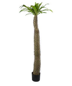 GloboStar® Artificial Garden PACHYPODIUM LAMEREI PALM TREE 20130 Τεχνητό Διακοσμητικό Φυτό Φοίνικας της Μαγαδασκάρης Υ175cm