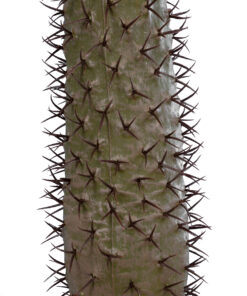 GloboStar® Artificial Garden PACHYPODIUM LAMEREI PALM TREE 20130 Τεχνητό Διακοσμητικό Φυτό Φοίνικας της Μαγαδασκάρης Υ175cm