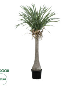 GloboStar® Artificial Garden BEAUCARNEA PALM TREE 20046 Τεχνητό Διακοσμητικό Φυτό Κυρτόφυλλος Μπουκαρνέα Υ165cm