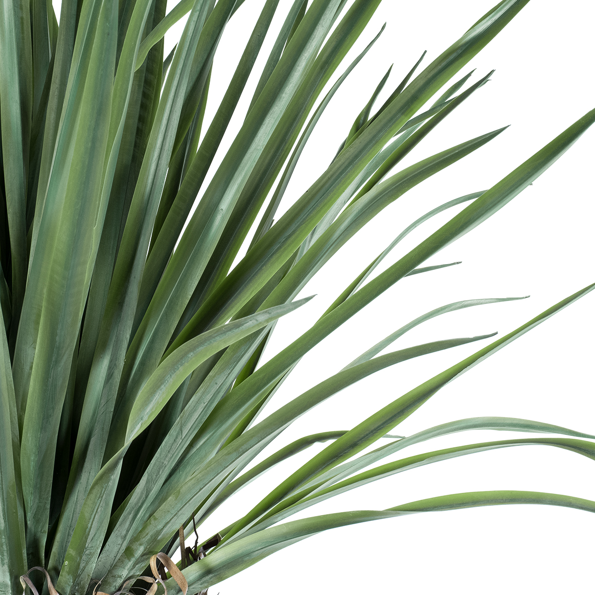 GloboStar® Artificial Garden BEAUCARNEA PALM TREE 20048 Τεχνητό Διακοσμητικό Φυτό Κυρτόφυλλος Μπουκαρνέα Υ250cm - Image 3