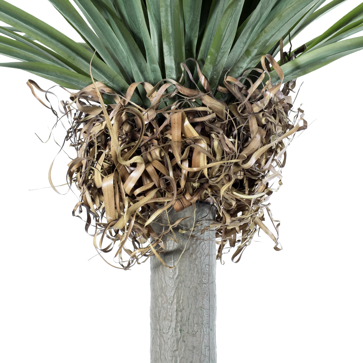 GloboStar® Artificial Garden BEAUCARNEA PALM TREE 20048 Τεχνητό Διακοσμητικό Φυτό Κυρτόφυλλος Μπουκαρνέα Υ250cm - Image 4