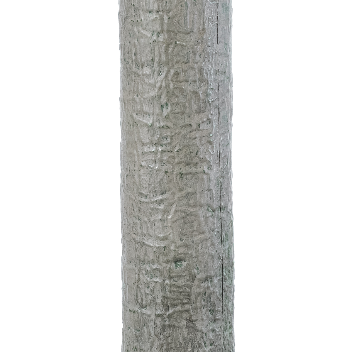 GloboStar® Artificial Garden BEAUCARNEA PALM TREE 20048 Τεχνητό Διακοσμητικό Φυτό Κυρτόφυλλος Μπουκαρνέα Υ250cm - Image 5