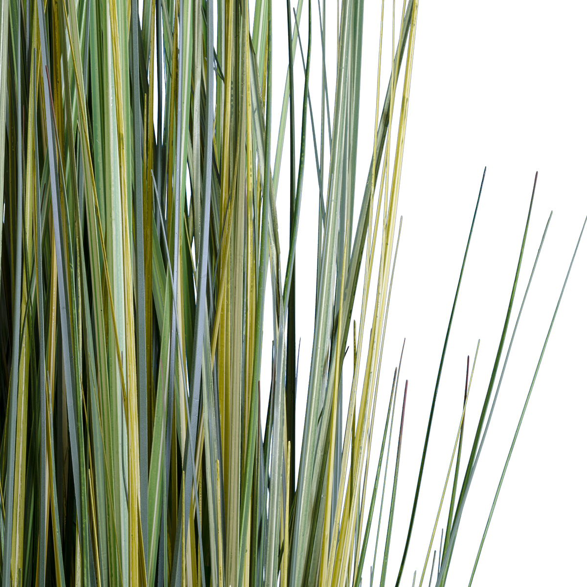 GloboStar® Artificial Garden ERIOPHORUM ANGUSTIFOLIUM COTTON GRASS 20073 Τεχνητό Διακοσμητικό Φυτό Γρασίδι του Βαμβακιού Υ150cm - Image 3