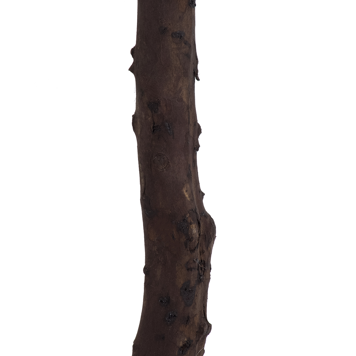 GloboStar® Artificial Garden BIANCA CHERRY BLOSSOM TREE 20141 Τεχνητό Διακοσμητικό Δέντρο Λευκή Κερασιά Υ160cm - Image 5