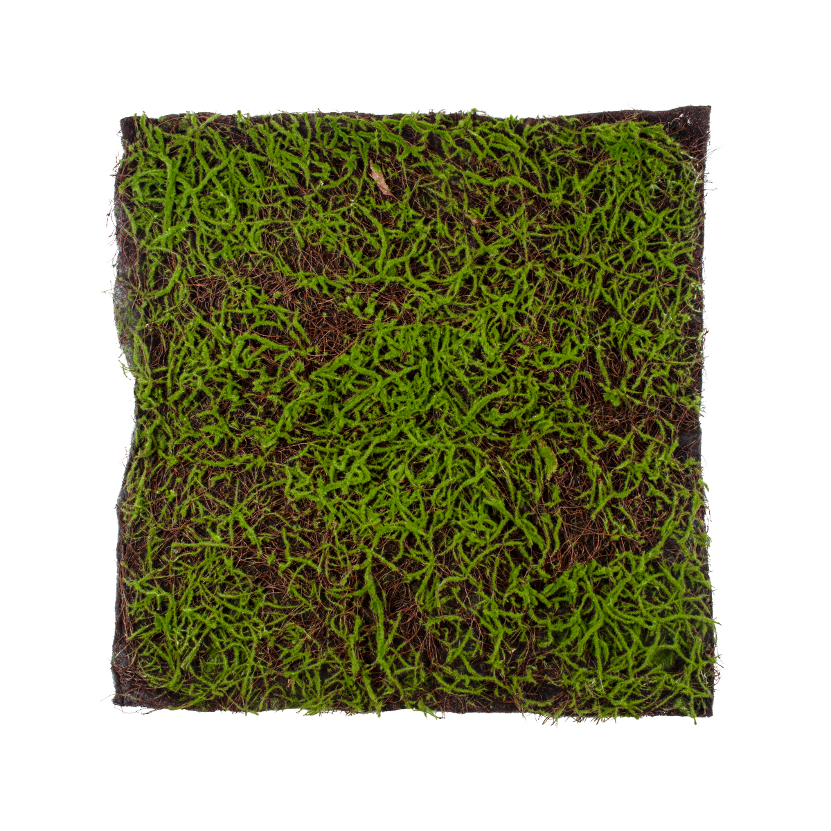 GloboStar® Artificial Garden BRYOPHYTA 20143 Τεχνητό Διακοσμητικό Πάνελ Φυλλωσιάς - Κάθετος Κήπος Βρύα Μ100 x Π100 x Υ5cm - Image 2