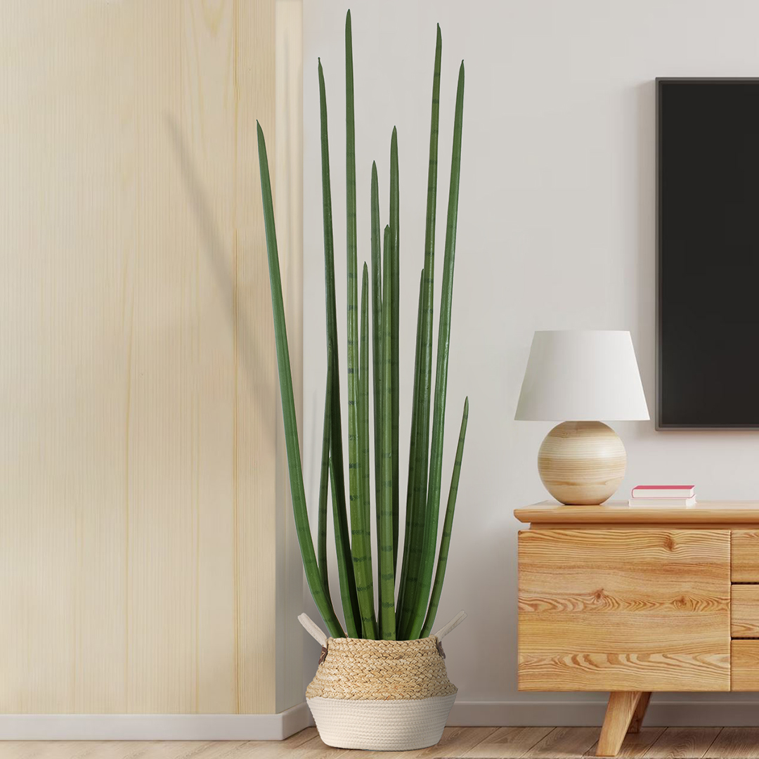 GloboStar® Artificial Garden SANSEVIERIA CYLINDRICA 20211 Τεχνητό Διακοσμητικό Φυτό Σανσεβιέρια Υ160cm - Image 8