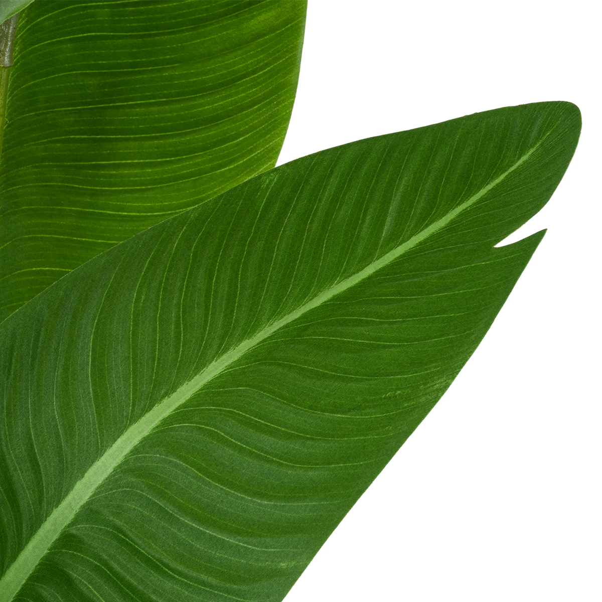 GloboStar® Artificial Garden GREEN STRELITZIA 20369 Τεχνητό Διακοσμητικό Φυτό Πράσινη Στερλίτσια Υ120cm - Image 3