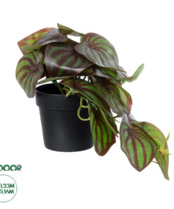 GloboStar® Artificial Garden BROWN PEPEROMIA PLANT 20952 Διακοσμητικό Φυτό Καφέ Πεπερόμια Φ23 x Υ16cm