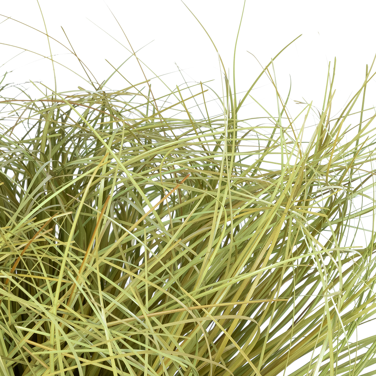 GloboStar® Artificial Garden GRASS BUSH PLANT 21166 Τεχνητό Διακοσμητικό Φυτό Θάμνος Grass Π50cm Y30cm - Image 3