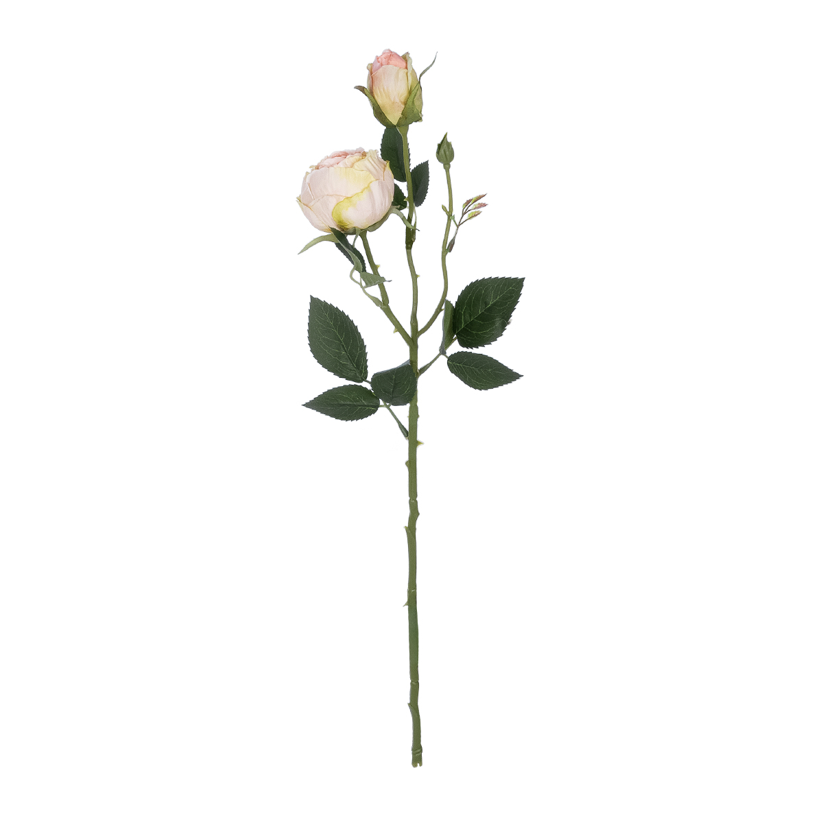 GloboStar® Artificial Garden CHAMPAGNE DAMASK CLIMBING ROSE BRANCH 21198 Τεχνητό Διακοσμητικό Κλαδί Τριαντάφυλλο Σαμπανιζέ Y55cm - Image 2