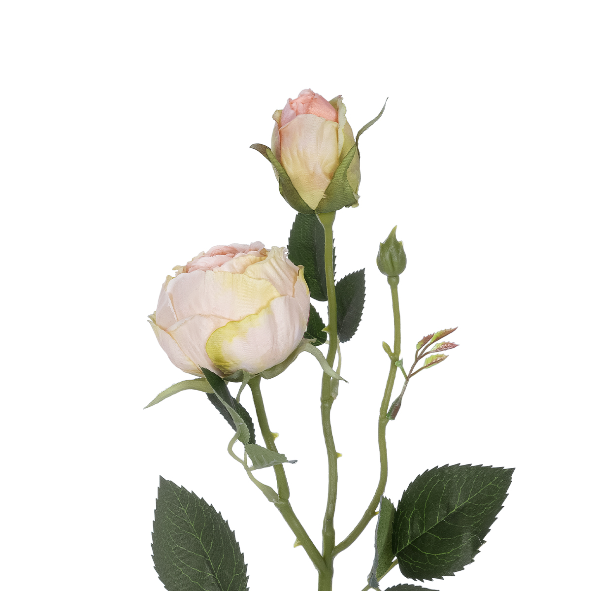 GloboStar® Artificial Garden CHAMPAGNE DAMASK CLIMBING ROSE BRANCH 21198 Τεχνητό Διακοσμητικό Κλαδί Τριαντάφυλλο Σαμπανιζέ Y55cm - Image 3