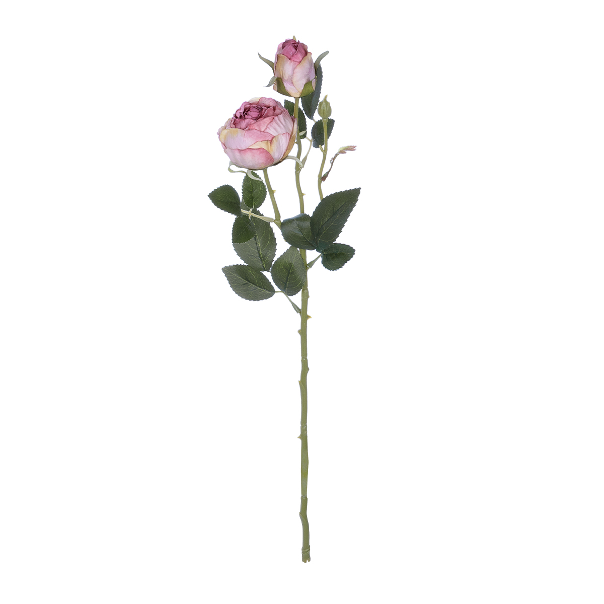 GloboStar® Artificial Garden PINK DAMASK CLIMBING ROSE BRANCH 21199 Τεχνητό Διακοσμητικό Κλαδί Τριαντάφυλλο Σαμπανιζέ Y55cm - Image 2