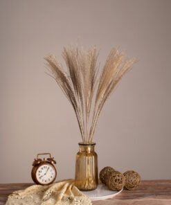 GLOBOSTAR® MISCANTHUS 36535 Αποξηραμένο Διακοσμητικό Μπουκέτο Μίσχανθος - Μπεζ - Μ20 x Π20 x Υ60cm - Πακέτο 20 Τεμαχίων