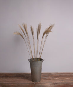 GloboStar® MISCANTHUS 36538 Αποξηραμένο Φυτό Μίσχανθος - Μπουκέτο Διακοσμητικών Κλαδιών Μπεζ Υ120cm - Σετ 10 τμχ