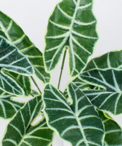 Alternative view of GloboStar® ALOCASIA 78225 Τεχνητό Φυτό Αλοκάσια - Μπουκέτο Διακοσμητικών Φυτών - Κλαδιών με Φύλλωμα Πράσινο Υ43cm