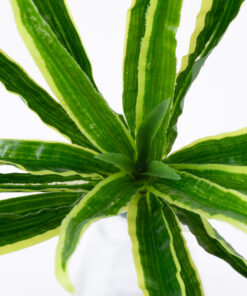 Alternative view of GloboStar® GREEN DRACAENA 78233 Τεχνητό Φυτό Δράκαινα Πράσινη - Μπουκέτο Διακοσμητικών Φυτών - Κλαδιών με Φύλλωμα Πράσινο Υ47cm