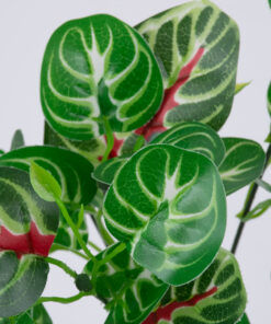 Alternative view of GloboStar® IRESINE PLANT 78237 Τεχνητό Φυτό Αιμόφυλλο - Μπουκέτο Διακοσμητικών Φυτών - Κλαδιών με Φύλλωμα Πράσινο - Κόκκινο Υ35cm