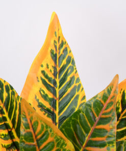 Alternative view of GloboStar® ORANGE CROTON 78260 Τεχνητό Φυτό Κρότωνας Πορτ. - Μπουκέτο Διακοσμητικών Φυτών - Κλαδιών με Φύλλωμα Πράσινο - Πορτοκαλί Υ34cm