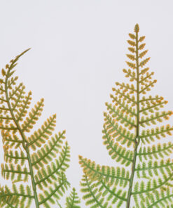 Alternative view of GloboStar® FERN 78269 Τεχνητό Φυτό Φτέρη - Μπουκέτο Διακοσμητικών Φυτών - Κλαδιών με Φύλλωμα Πράσινο - Καφέ Υ45cm