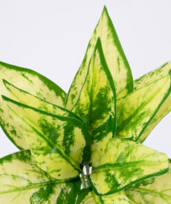 Alternative view of GloboStar® GOLDEN POTHOS 78278 Τεχνητό Φυτό Χρυσός Πόθος - Μπουκέτο Διακοσμητικών Φυτών - Κλαδιών με Φύλλωμα Πράσινο - Κίτρινο Υ26cm