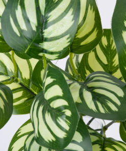 Alternative view of GloboStar® GREEN PEPEROMIA 78286 Τεχνητό Φυτό Πεπερόμια Πράσινη - Μπουκέτο Διακοσμητικών Φυτών - Κλαδιών με Φύλλωμα Πράσινο - Λευκό Υ33cm